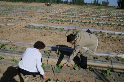 高臺縣農(nóng)技中心扎實開展災(zāi)后技術(shù)指導(dǎo)服務(wù)工作