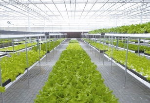 農(nóng)業(yè)創(chuàng)業(yè)者如何選擇合適的項目 要遵循哪些原則