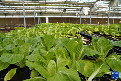 通訊|務(wù)實耕耘 共同發(fā)展--探訪烏茲別克斯坦上合組織農(nóng)業(yè)基地中烏現(xiàn)代農(nóng)業(yè)科技示范園