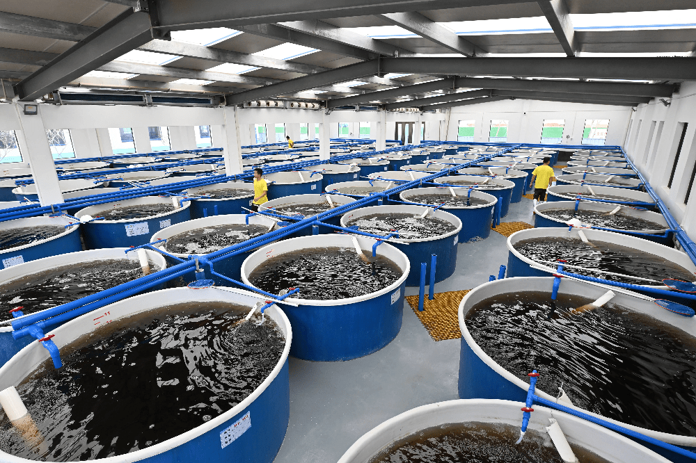 福建鴻億稼農(nóng)業(yè)科技|南美白對(duì)蝦工廠養(yǎng)殖成新寵 產(chǎn)量實(shí)現(xiàn)飛躍