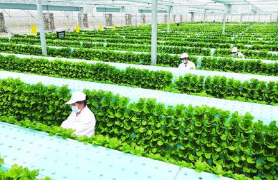 蔬菜長(zhǎng)"墻上",好吃又"時(shí)尚" --智慧"菜園子"的科技范