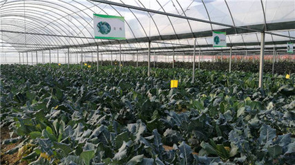 &ldquo;科技+&rdquo;助力揚(yáng)州&ldquo;菜籃子&rdquo;:現(xiàn)代農(nóng)業(yè)產(chǎn)業(yè)技術(shù)研究院落戶槐泗