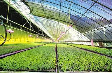 農(nóng)小蜂BEEDATA-專注于農(nóng)業(yè)產(chǎn)業(yè)的數(shù)據(jù)服務(wù)平臺