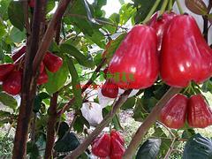 廣西哪里有蓮霧果賣,廣西實惠的天紅二號蓮霧果供應,廣西哪里有蓮霧果賣,廣西實惠的天紅二號蓮霧果供應生產廠家,廣西哪里有蓮霧果賣,廣西實惠的天紅二號蓮霧果供應價格