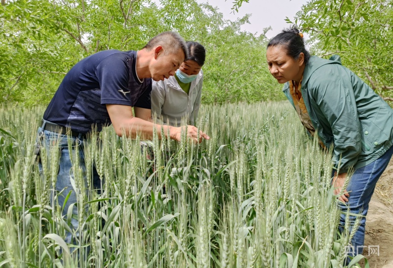 若羌:科技服務(wù)團(tuán)下鄉(xiāng)開出小麥增產(chǎn)&ldquo;良方&rdquo;