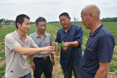 河南省正陽縣政協(xié)精準(zhǔn)扶貧 科技進(jìn)田--人民政協(xié)網(wǎng)
