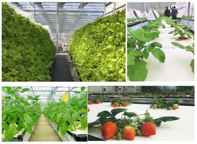 植物空間城幸福百姓安居樂業(yè) 新農(nóng)業(yè)變革生活