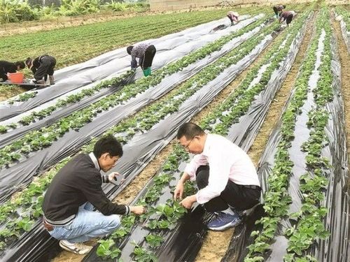 科特派二十年 鎮(zhèn)海農(nóng)技服務(wù) 老黃牛 吳水祥鳳凰網(wǎng)寧波