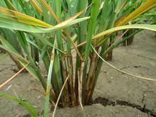 苯甲丙環(huán)唑防治作物各種病害