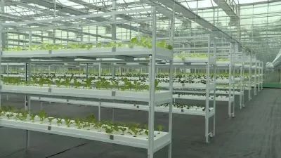 全省綠色蔬菜產(chǎn)業(yè)高質(zhì)量發(fā)展現(xiàn)場(chǎng)推進(jìn)會(huì)在響水召開!附評(píng)論.