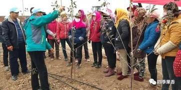 冬剪技能培訓,群英薈萃實戰(zhàn) 白水縣四季香農(nóng)業(yè)科技服務(wù)公司