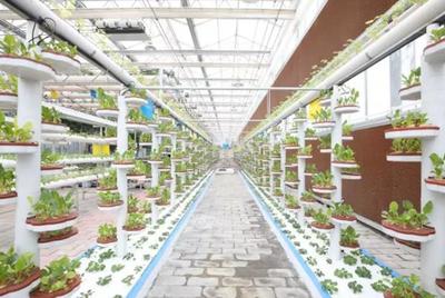 恒大扶貧三周年 現(xiàn)代技術(shù)賦能畢節(jié)農(nóng)業(yè)產(chǎn)業(yè)提檔升級